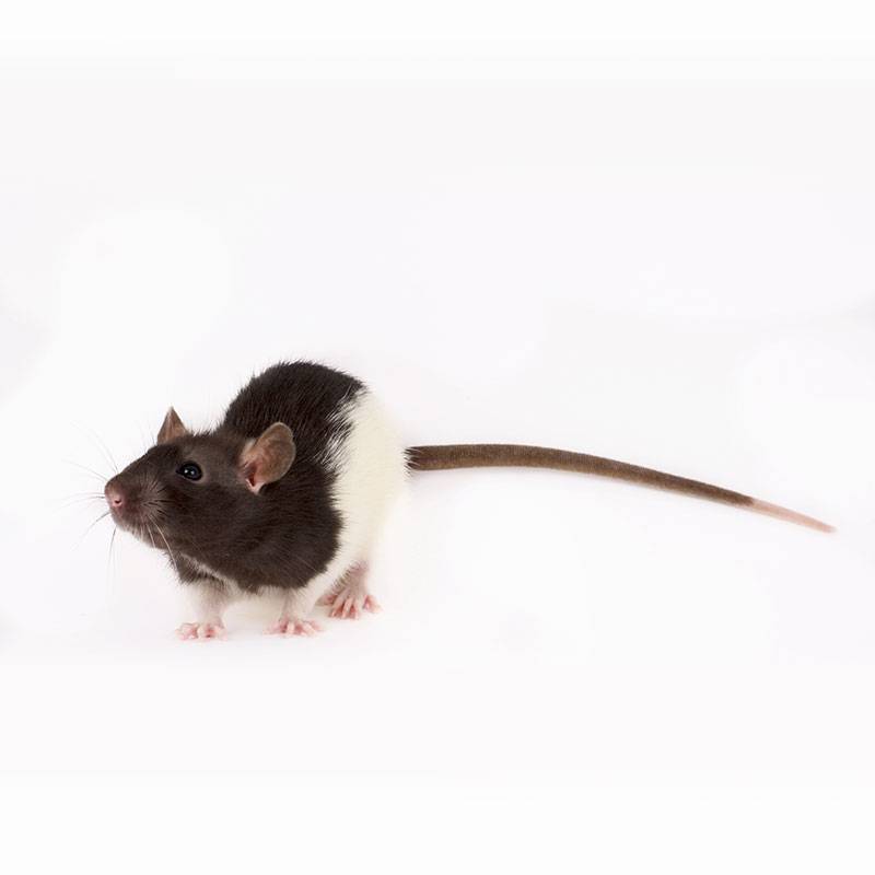 Rattus norvegicus