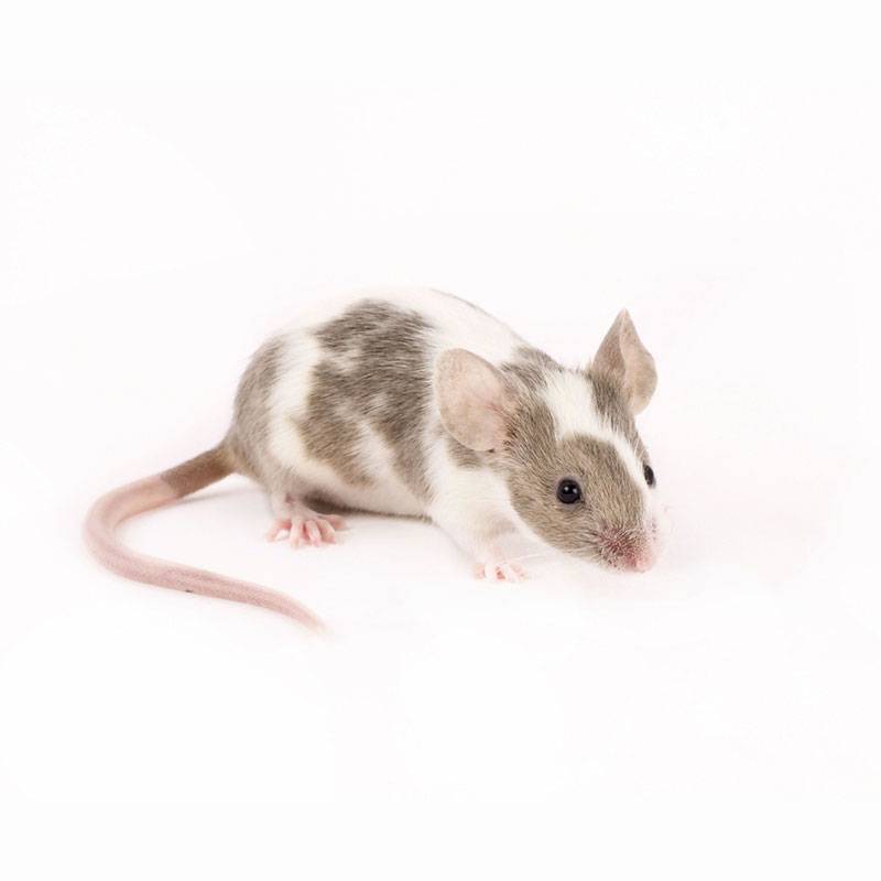 Mus musculus