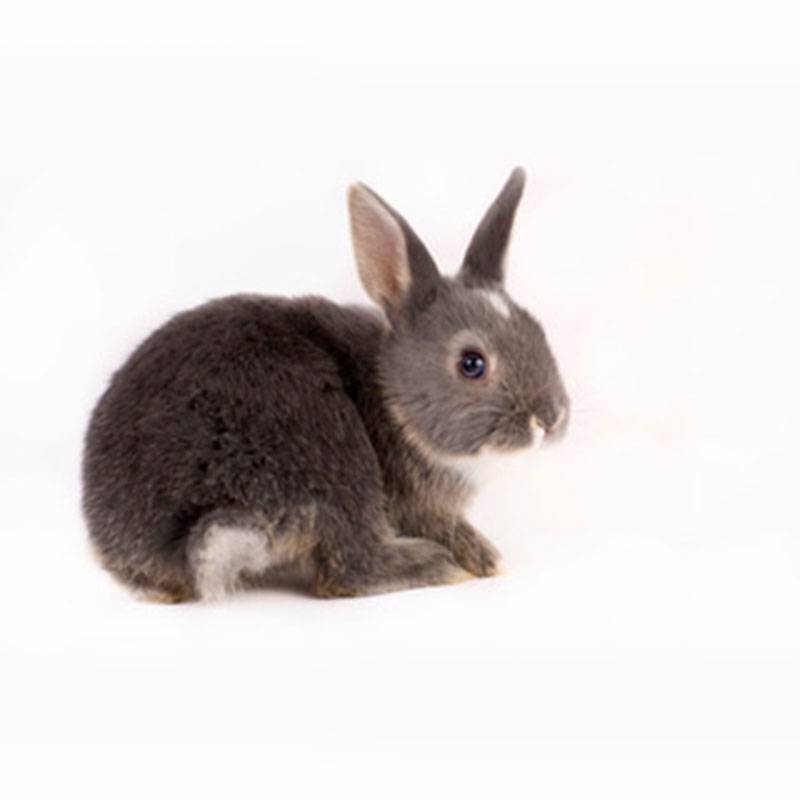 Oryctolagus cuniculus