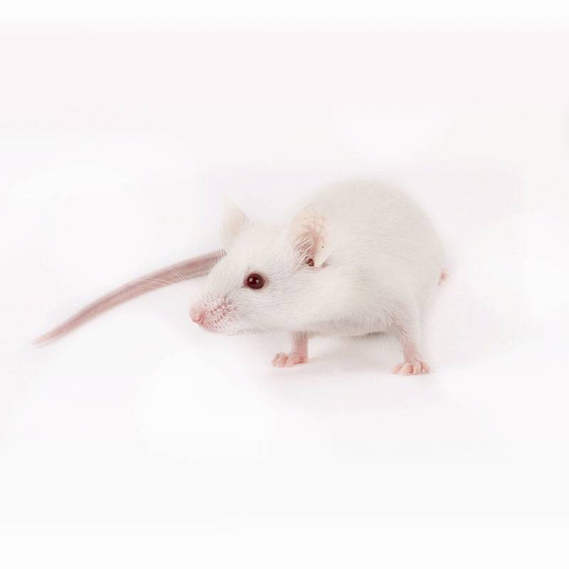 Ratones blancos