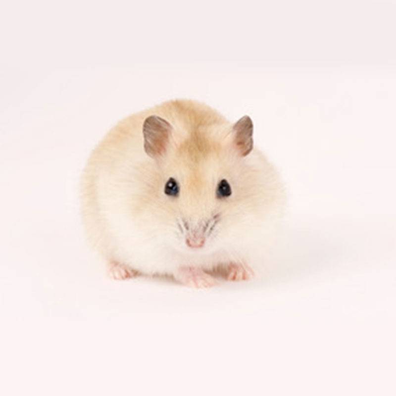 Phodopus sungorus