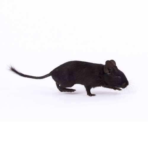 Octodon degus