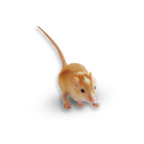 Meriones unguiculatus